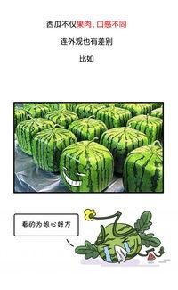 从小培养吃瓜群众培训