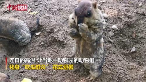 动物世界吃瓜群众,揭秘吃瓜群众的趣味观察