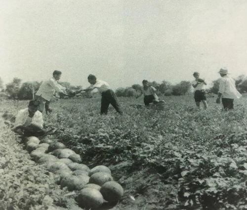 清水镇吃瓜群众事件始末,一场网络舆论的风暴与反思