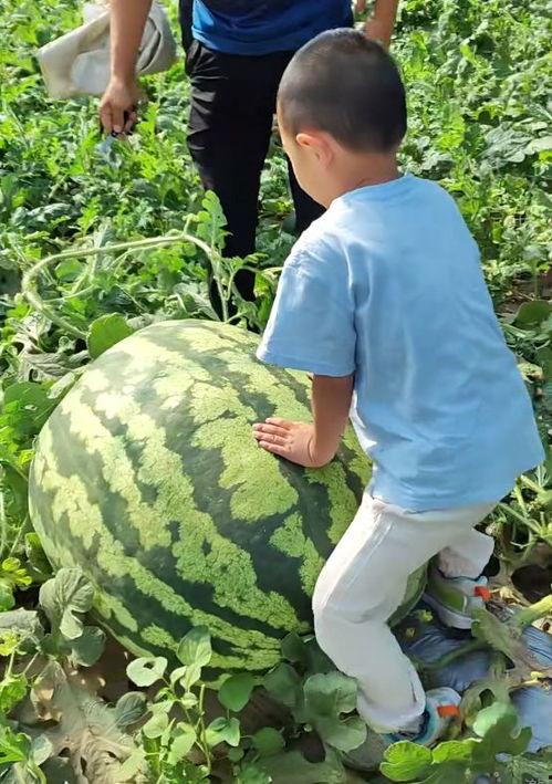 吃瓜卖瓜的吃瓜群众,揭秘网络热议背后的吃瓜真相