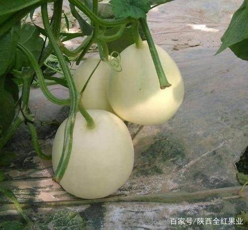 吃瓜群众之大荔县