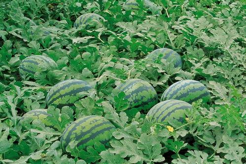 三亩地种枸杞群众吃瓜,群众吃上“瓜果甜”