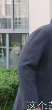 吃瓜群众现身视频,揭秘热门事件幕后真相