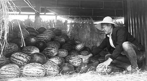 枣山吃瓜群众事件视频,一场网络围观下的社会现象解析