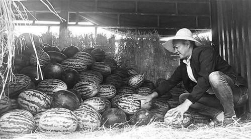 南充吃瓜群众事件视频,一场网络舆论的风暴与反思