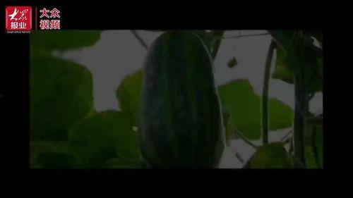 天津群众吃瓜视频,全民围观，欢乐共享