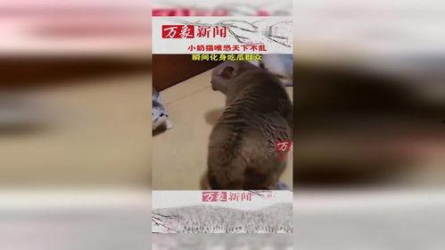 北方猫吃瓜群众,吃瓜群众的独特视角