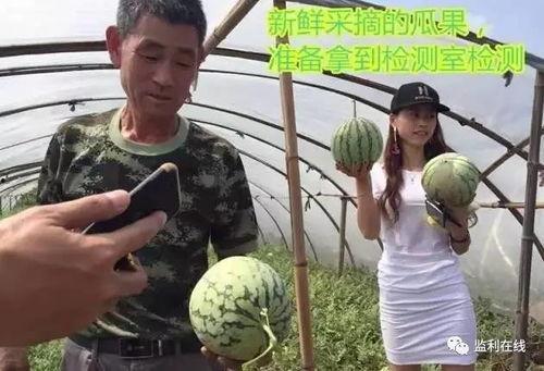 吃瓜群众去流浪,流浪之旅的奇妙冒险