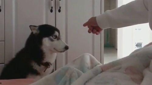 吃瓜群众铲屎官视频大全,吃瓜群众铲屎官视频大全集锦