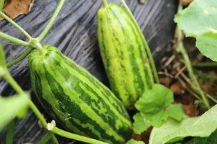 不老瓜吃瓜群众