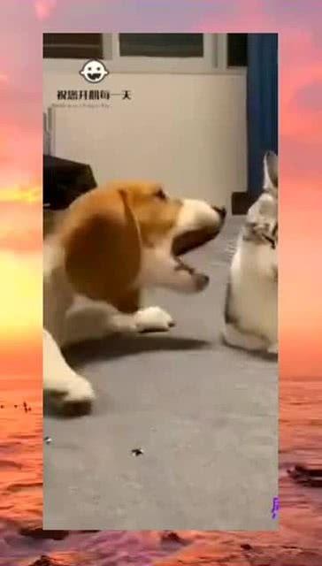 新加坡旁吃瓜群众是谁啊,新加坡“旁吃瓜群众”的真实身份