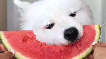 北极狐吃瓜群众小号