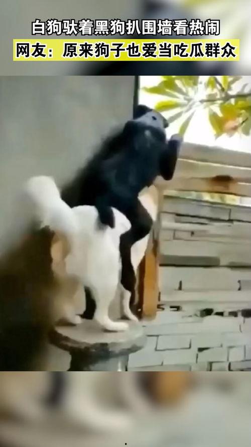 母狗吃瓜群众图片,揭秘狗狗的趣味生活瞬间